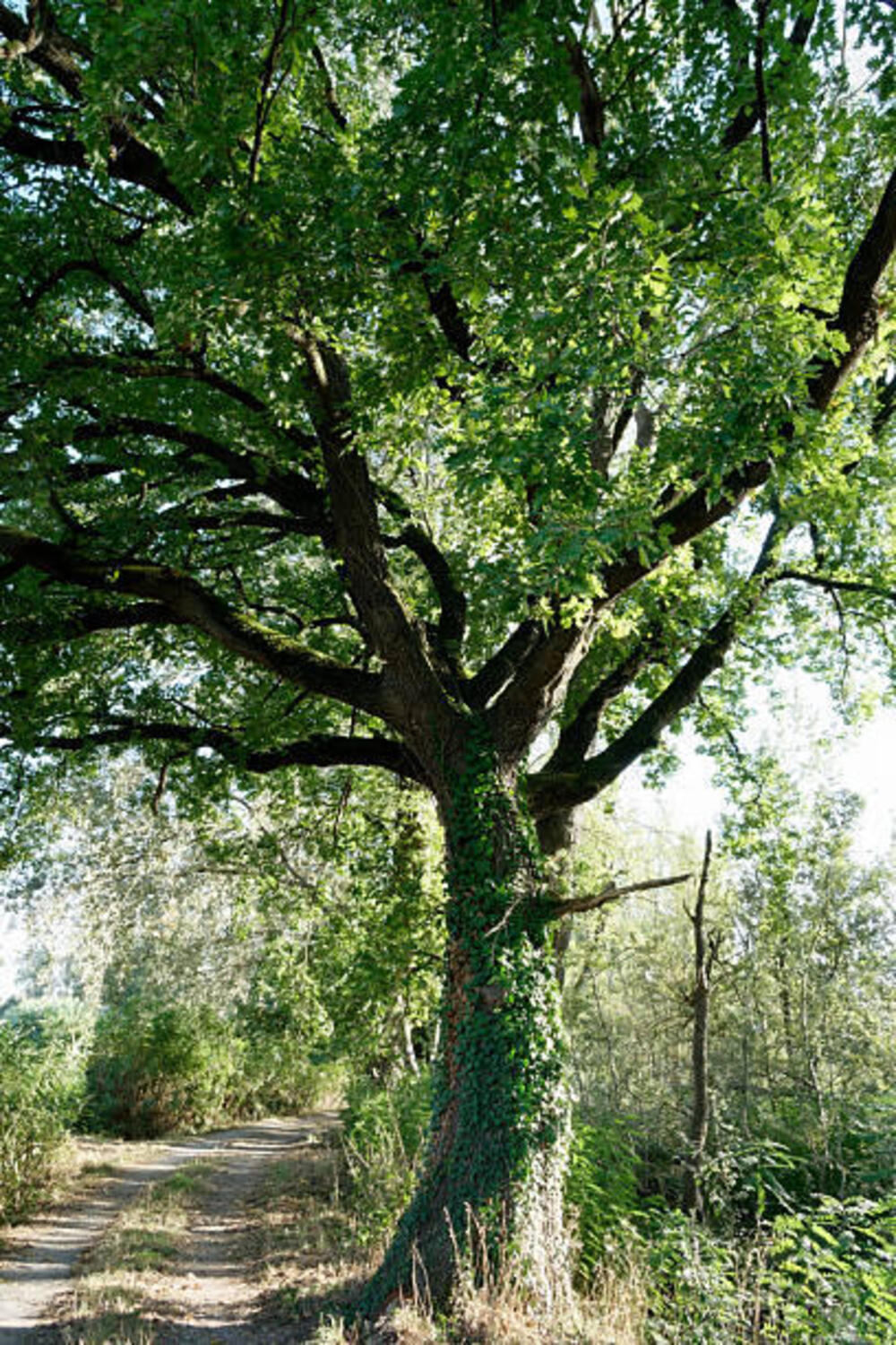 Quercia nella riserva del Lago di Sibolla