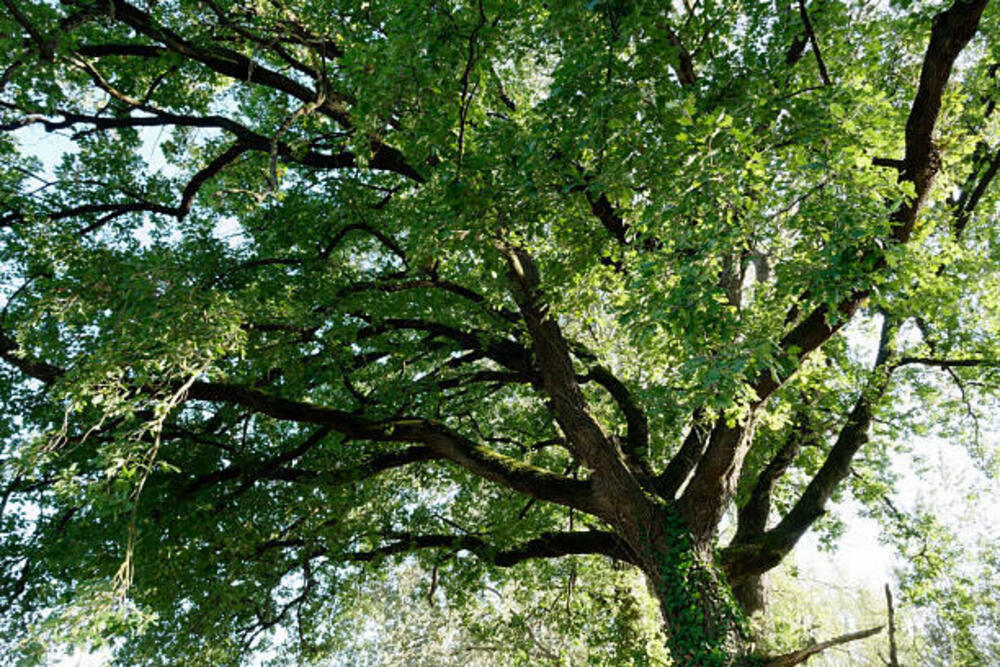 Querce secolari nella riserva del Lago di Sibolla