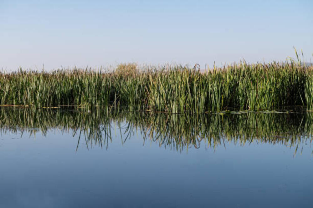 Canneto e specchio d'acqua nella pianura lucchese